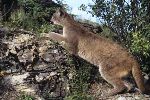 Photo Mountain Lion Cougar Behaviour