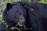 Photo Black Bear Vancouver Island