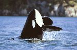 Photo Orca Whale Breach Vancouver Island