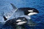 Photo Northern Resident Killer Whales Vancouver Island