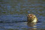 Photo Sea Otter