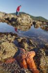 Photo Exploring Tide Pools On Vancouver Island