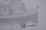 Photo Vancouver Island Whale Watching Tour