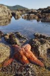Photo West Coast Starfish