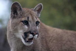Information Cougar Mountain Lion Felis Concolor
