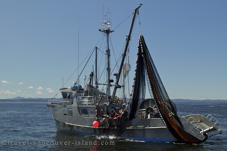 Photo: Commerical Fishing Vancouver Island