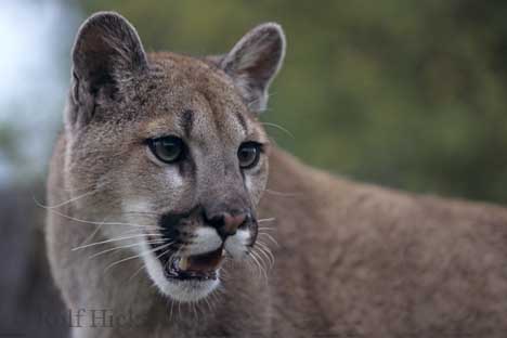 Photo: Information Cougar Mountain Lion Felis Concolor