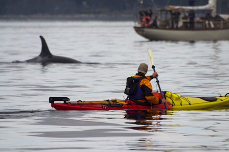 Photo: Orca Whale Watching By Kayak Northern Vancouver Island BC Canada