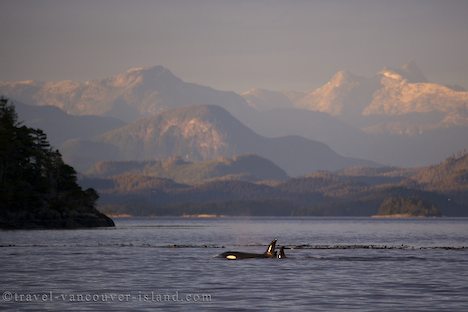 Photo: Orca Whale With British Columbia Coast Landscape