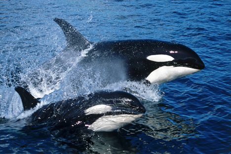 Photo: Northern Resident Killer Whales Vancouver Island