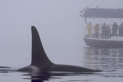 Photo: Whale Watching Tour From Telegraph Cove