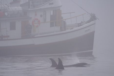 Photo: Vancouver Island Whale Watching Tour
