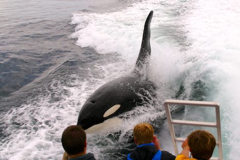 Photo: Northern Vancouver Island Killer Whale Watching