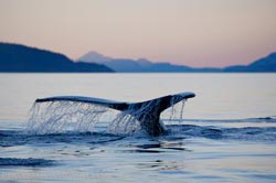 Picture of a humpback whale tail fluke in Johnstone Strait, British Columbia