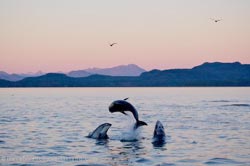 Picture of a group of Pacific White Sided Dolphins leaping from the water off Vancouver Island, British Columbia